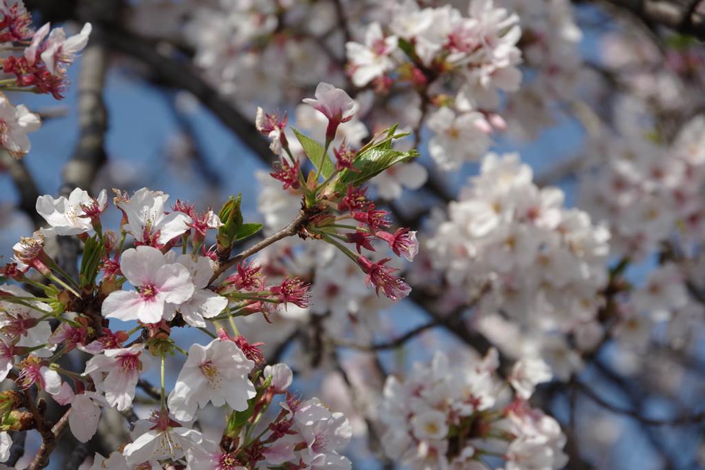 桜の花