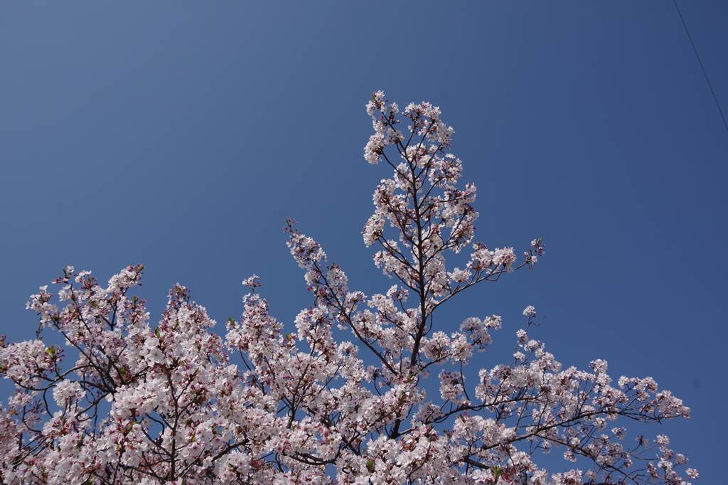 桜の花