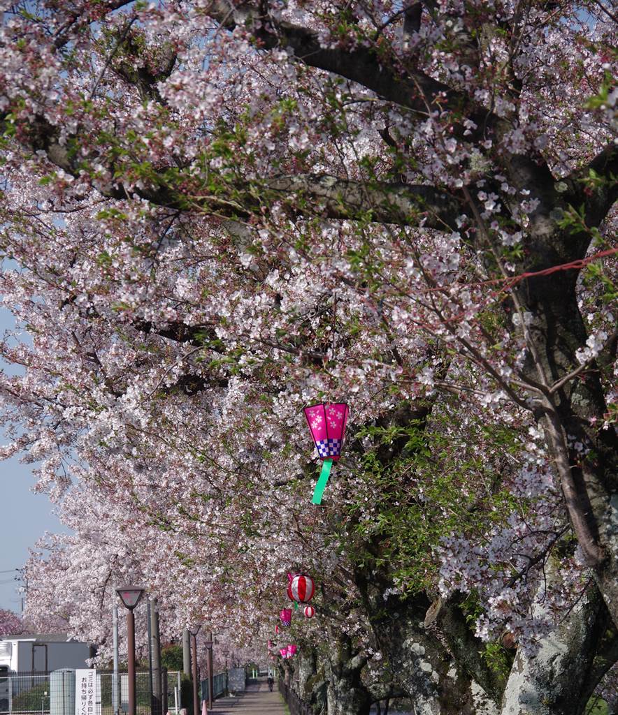 桜の花