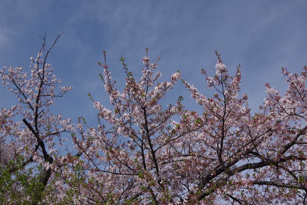 桜の花