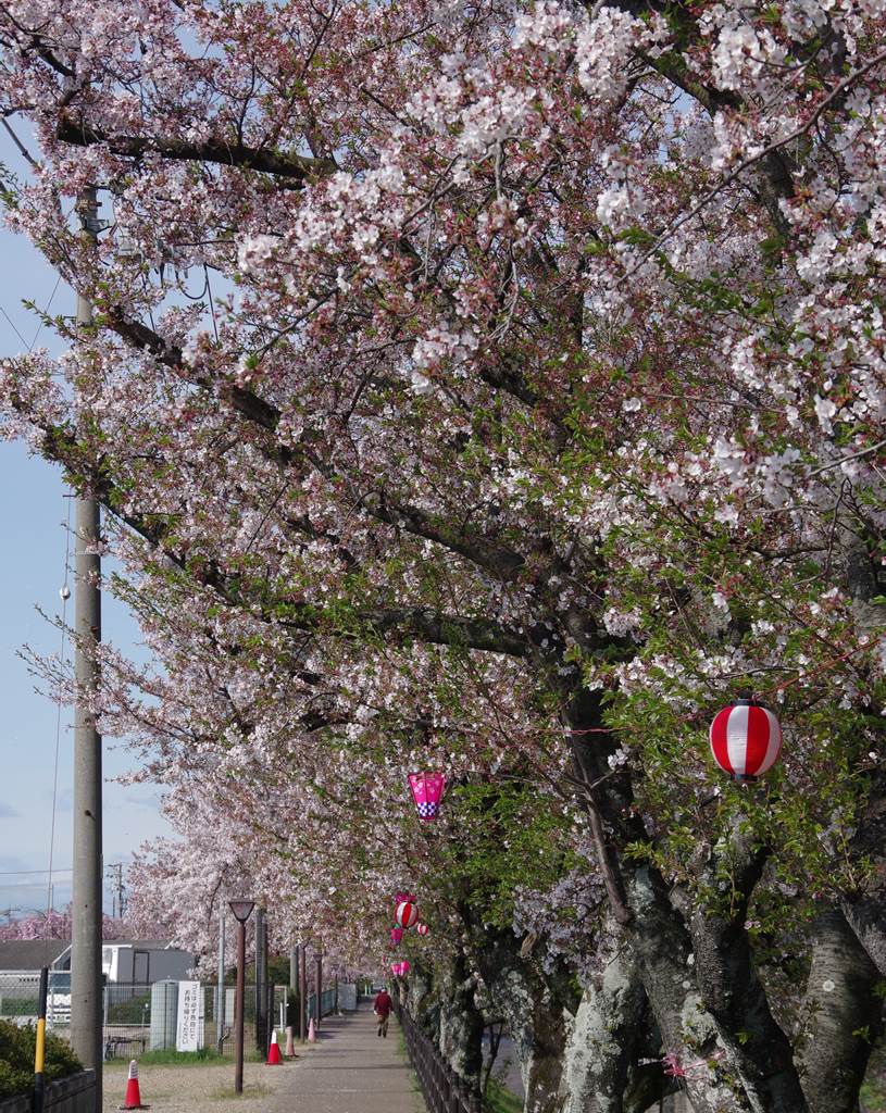 桜の花