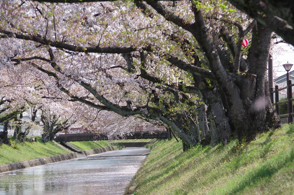 桜の花