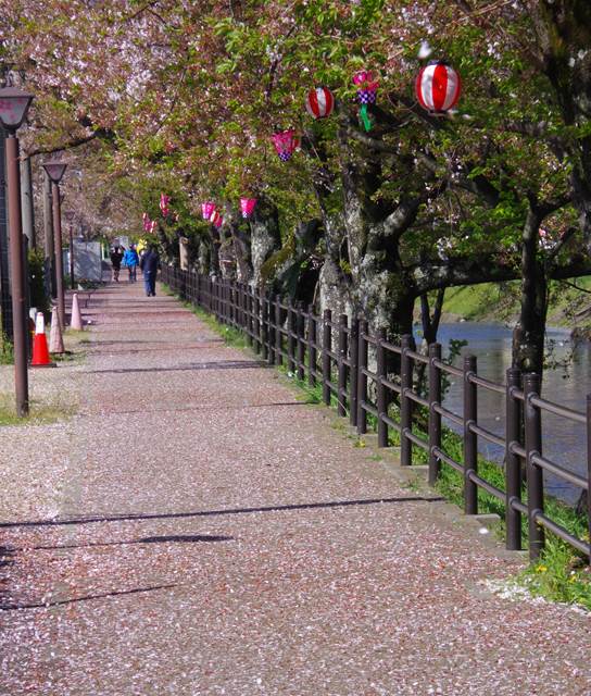 桜の花