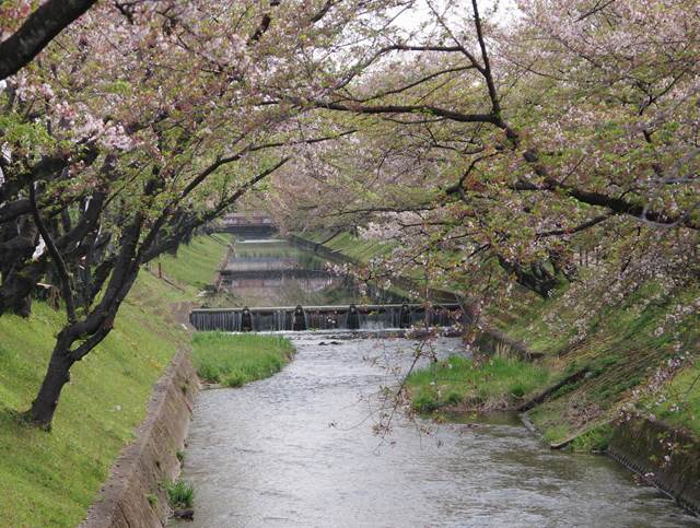 桜の花