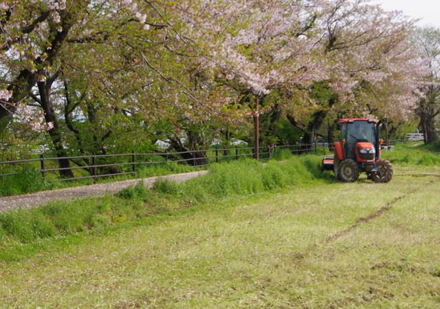 桜の花