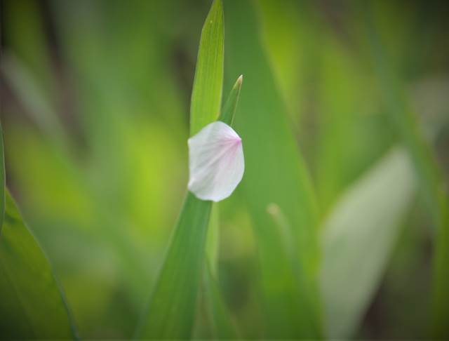 桜の花