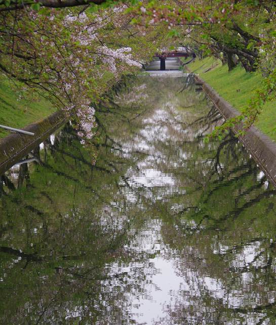 桜の花