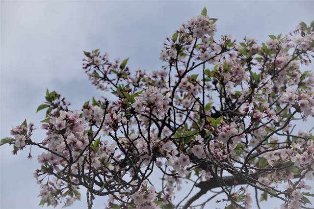 桜の花