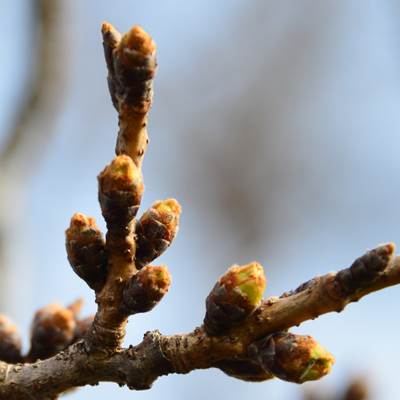 令和3年3月16日桜