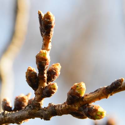 令和3年3月17日桜