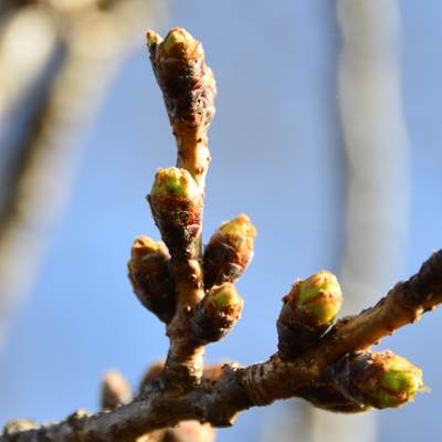 令和3年3月18日桜