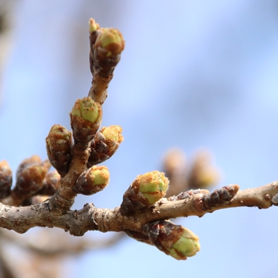 令和3年3月19日桜