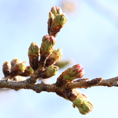 令和3年3月22日桜