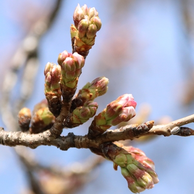 令和3年3月24日桜