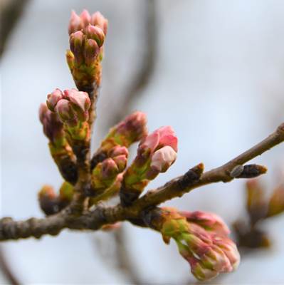 令和3年3月25日桜