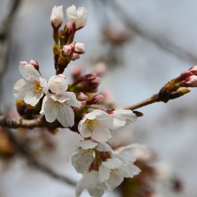 令和3年3月27日桜