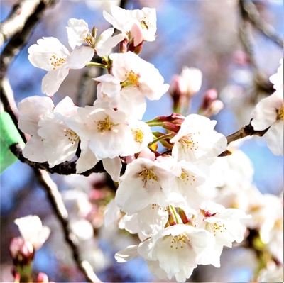 令和3年3月29日桜