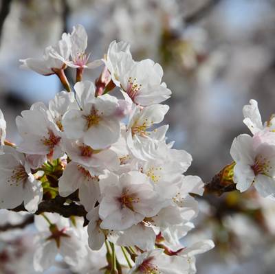 令和3年3月30日桜