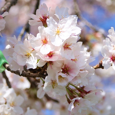 令和3年3月31日桜