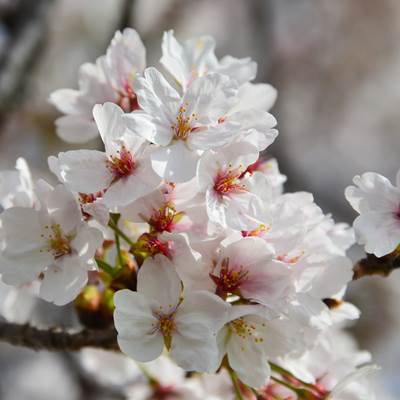 令和3年4月1日桜