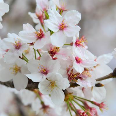 令和3年4月2日桜