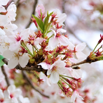 令和3年4月3日桜