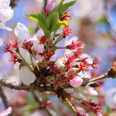 令和3年4月5日桜