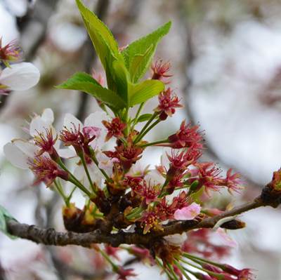 令和3年4月６日桜