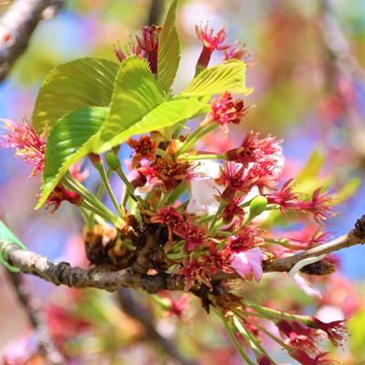 令和3年4月7日桜