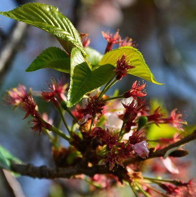 令和3年4月8日桜