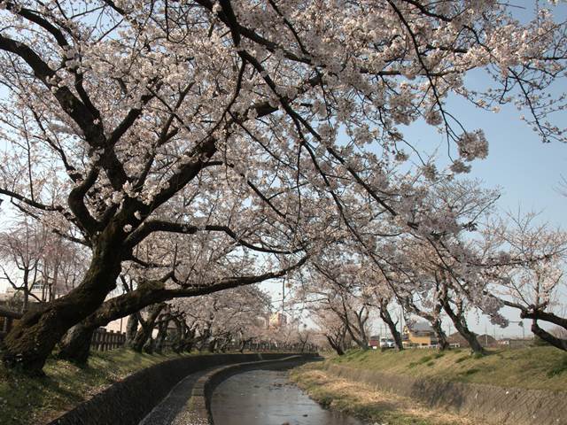 桜の花