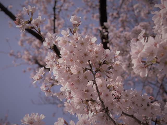 桜の花