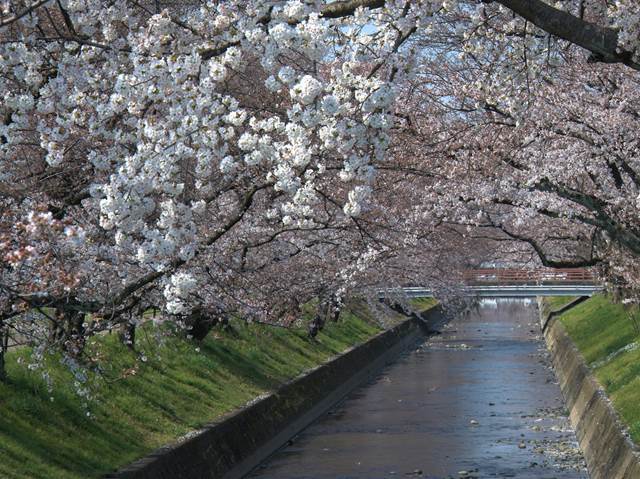 桜の花