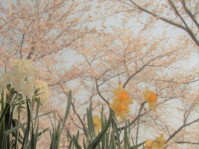 桜の花