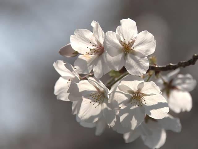 桜の花