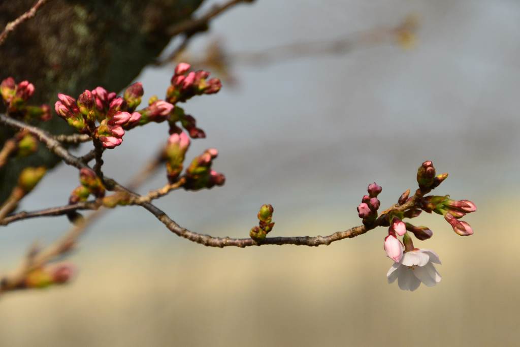 桜の花