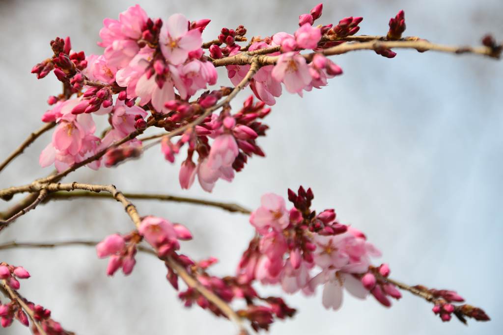 桜の花