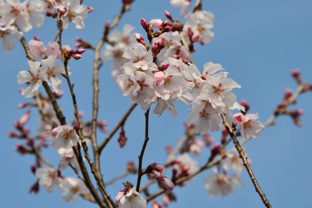 桜の花