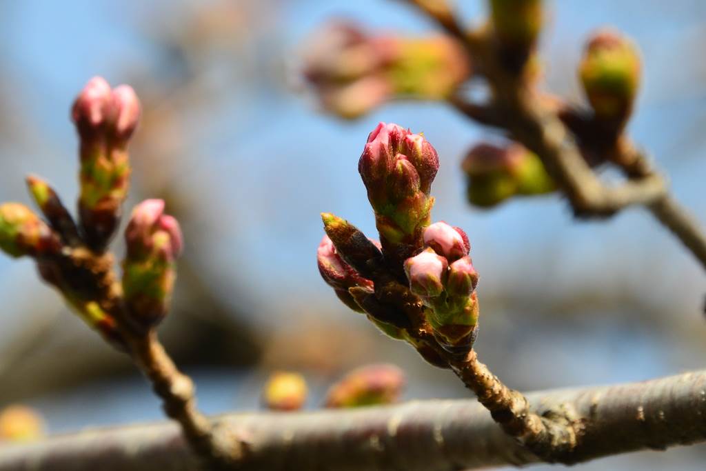 桜の花