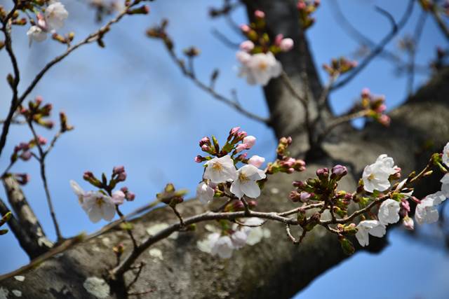 桜の花