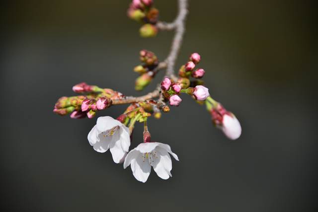 桜の花