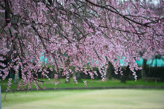 桜の花