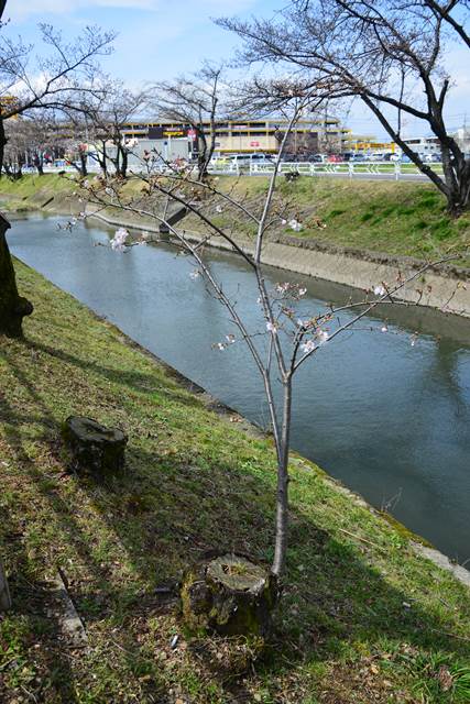 桜の花