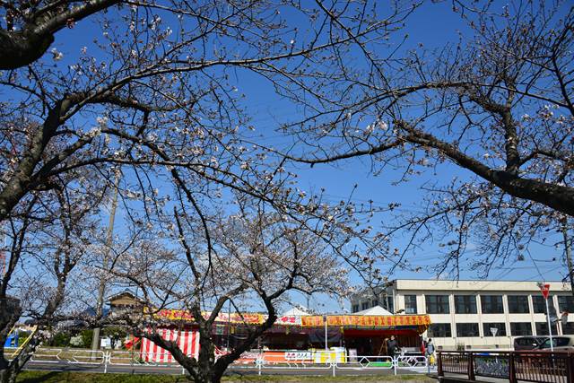 桜の花