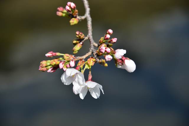 桜の花