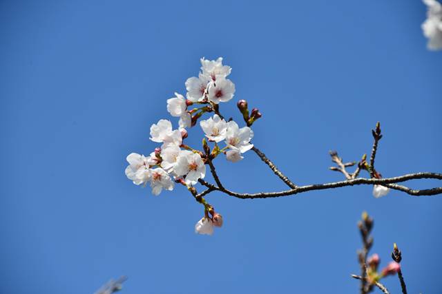 桜の花