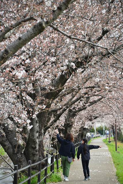 桜の花