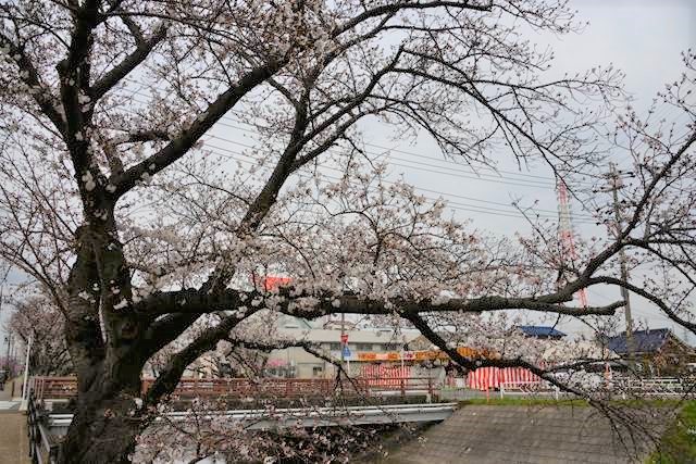 桜の花