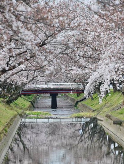 桜の花