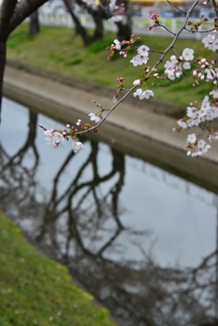 桜の花